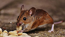24 Hour & Emergency Exterminators in Fox Chapel, PA